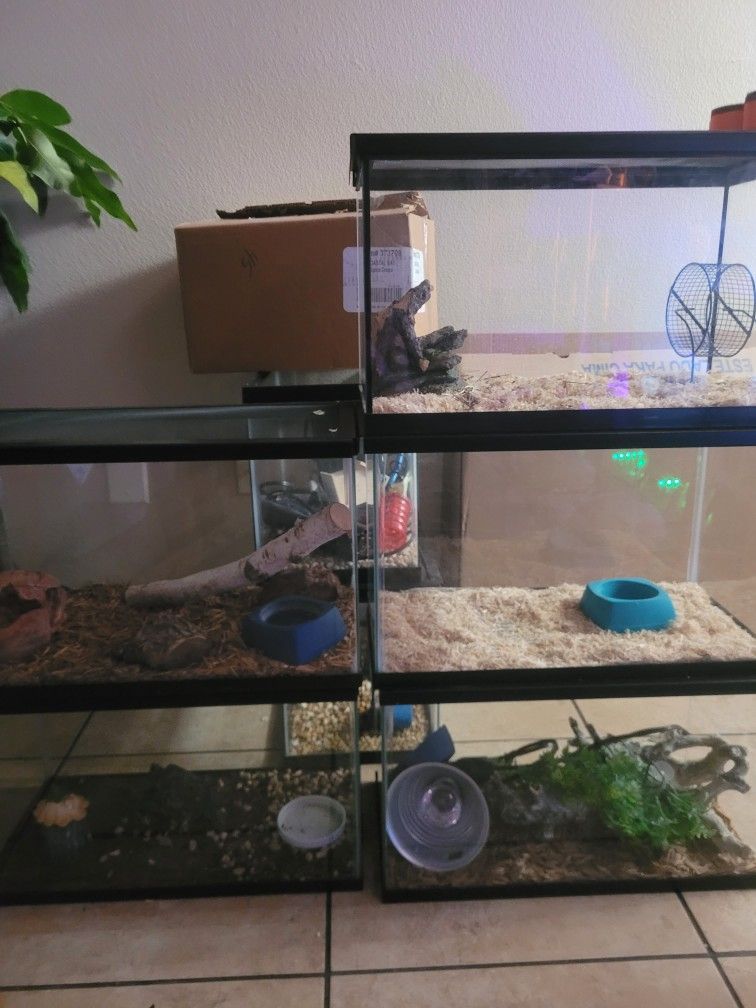 10 G Tanks For Reptiles