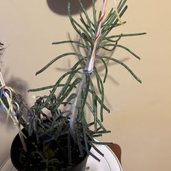 🐉Free Plant Needs Mercy care🐉