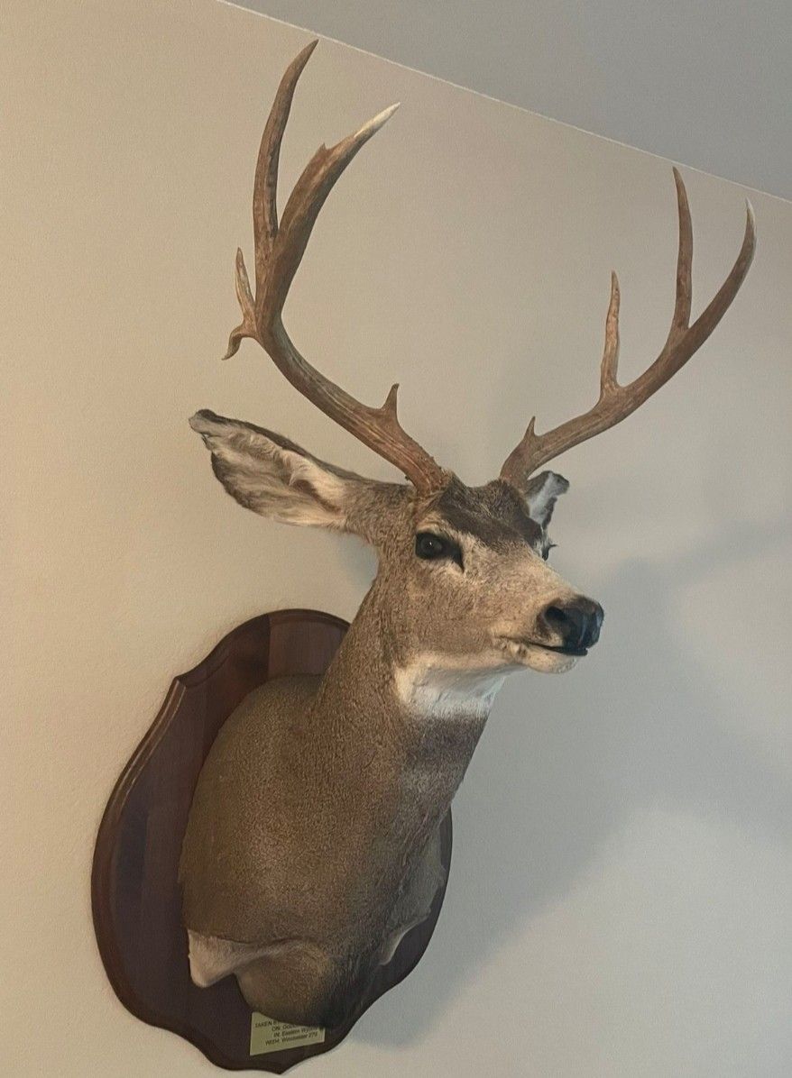 Taxidermy Nice Plaque Mounted Deer Head for Sale in Phoenix, AZ OfferUp