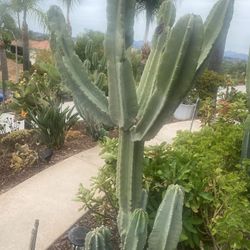 Peruvian Apple Cactus 