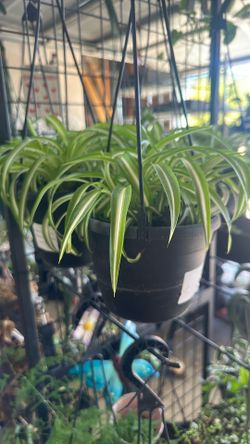 Spider Plant