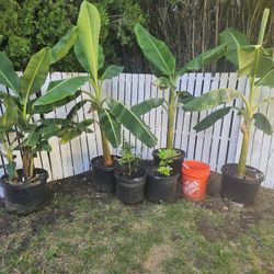 Banana Plants 10+ Varieties 