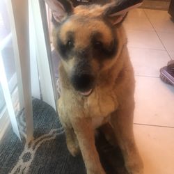 German Shepherd Stuff Animal