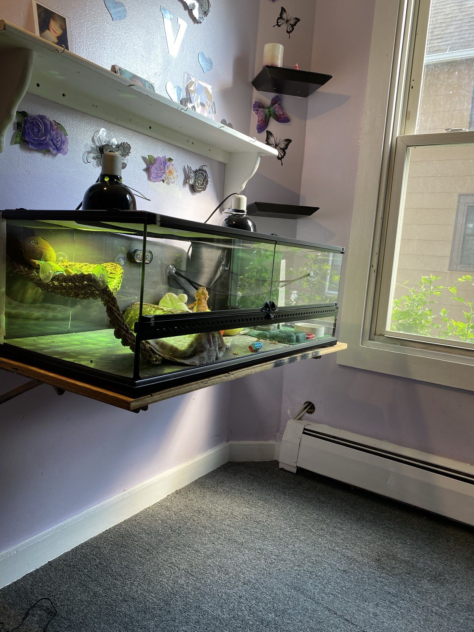 Reptile tank nothing wrong great shape 250