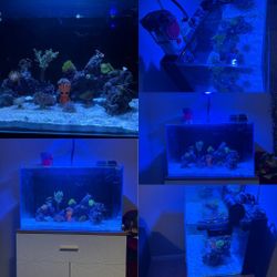 Pecera Agua Salada 30gl