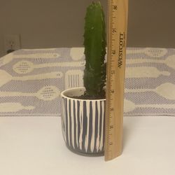Euphorbia Cactus Plant In Ceramic Pot With Drainage 