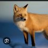 Fox 🦊