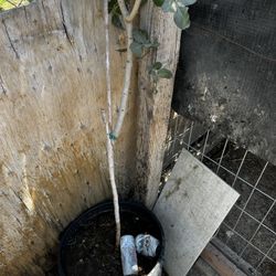 ArbolitoS De Pistaches 