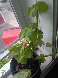 Oregano brujo