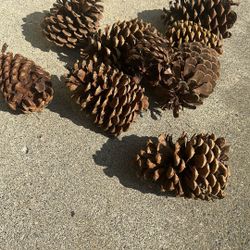 Giant Pinecones / Set Of 14