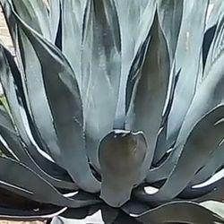 Super Agave Plant 