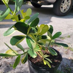 Clusia Rosea Variegated Plant 