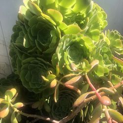 Ceramic Pot / Plants  & Household Decor 