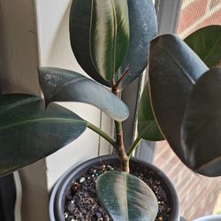 Ficus Burgundy