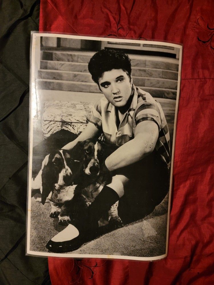 5 ELVIS Large Laminated Glossy Photos 17.5 X 12 Inches Collectors