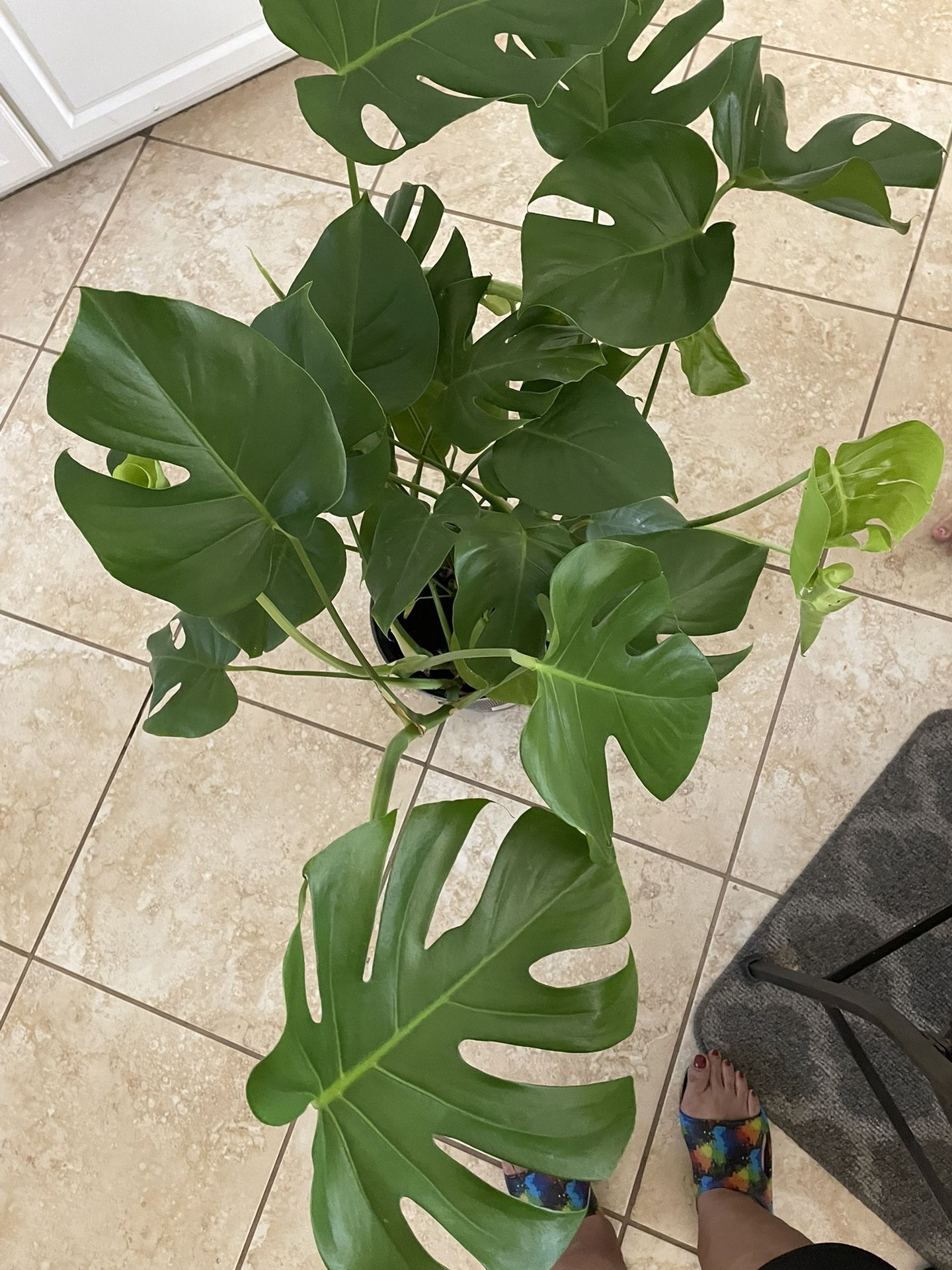 $75 Monster Philodendron 3 Feet Tall Has New Pods To Start 3 More Plants