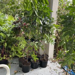 Vanilla Ice Cream Bean Trees