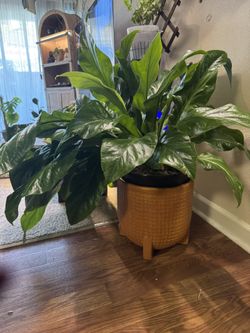 Plant- Large Jungle Bush 