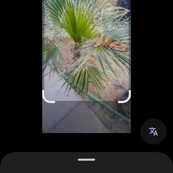 Two Small Palm Trees