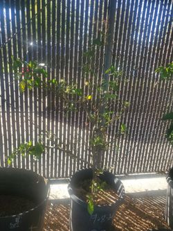 Blood Orange Tree  **Available **