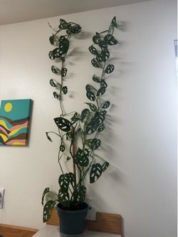 Swiss cheese plant