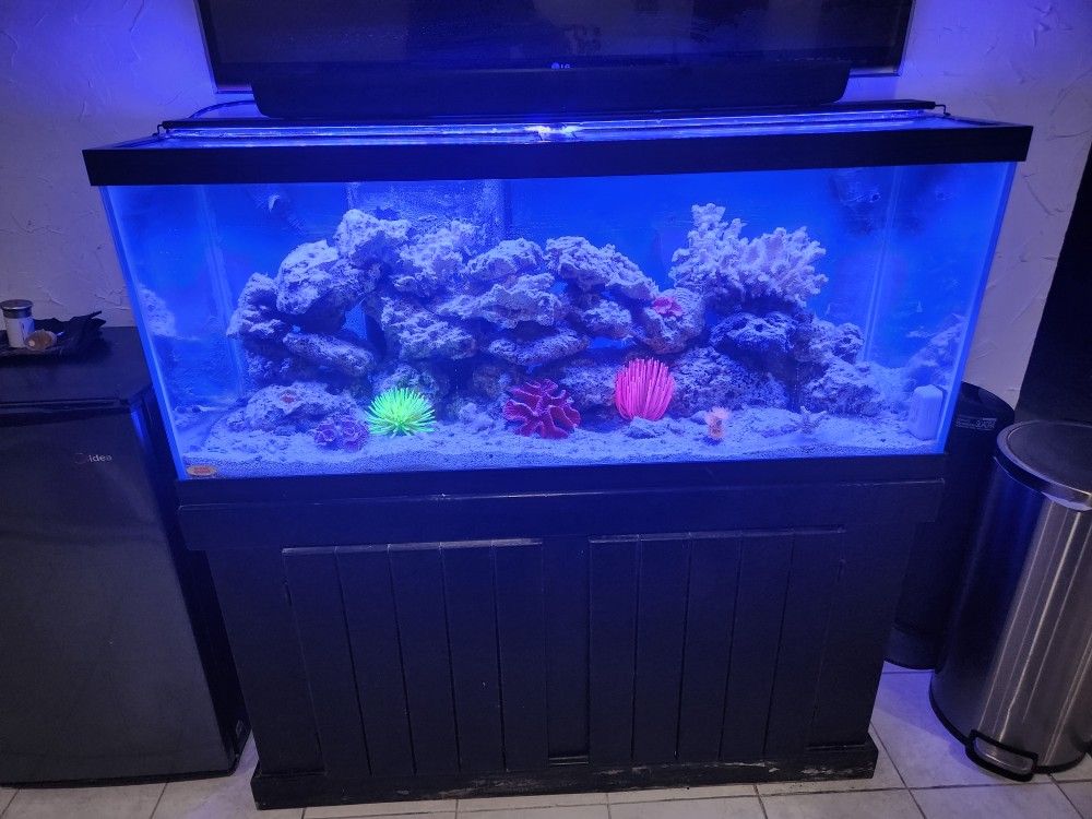 75 Gallon Salt Water Tank NO Fish