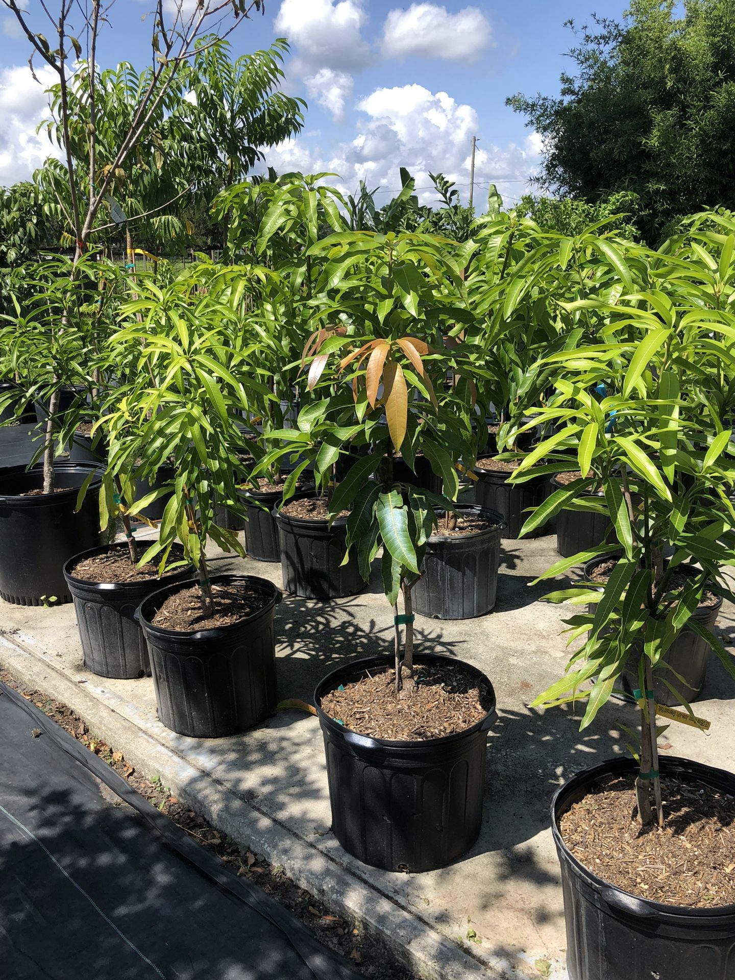 7g Grafted Mango Trees for Sale in Kissimmee, FL OfferUp