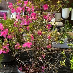 Sangria Encor Azalea 