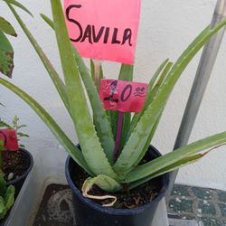 Sabila