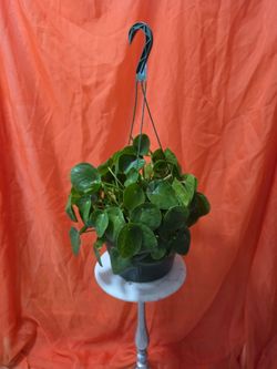 Chinese money plant