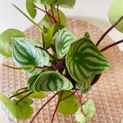 Watermelon Peperomia. Indoor Plants 