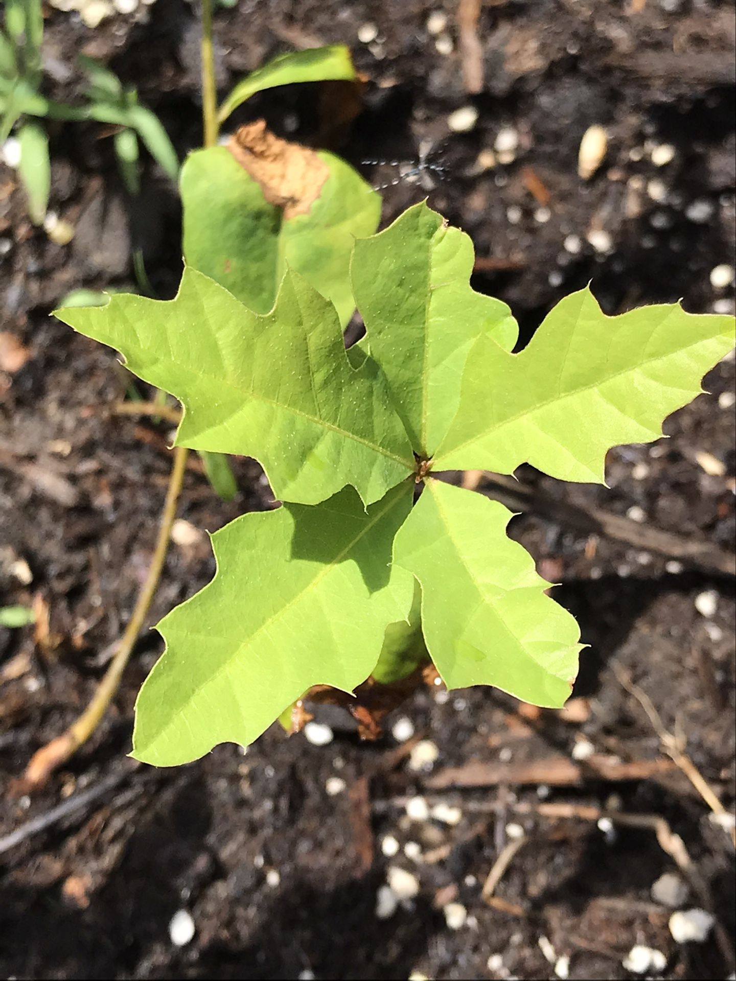 2 live rooted pin oak seedlings
