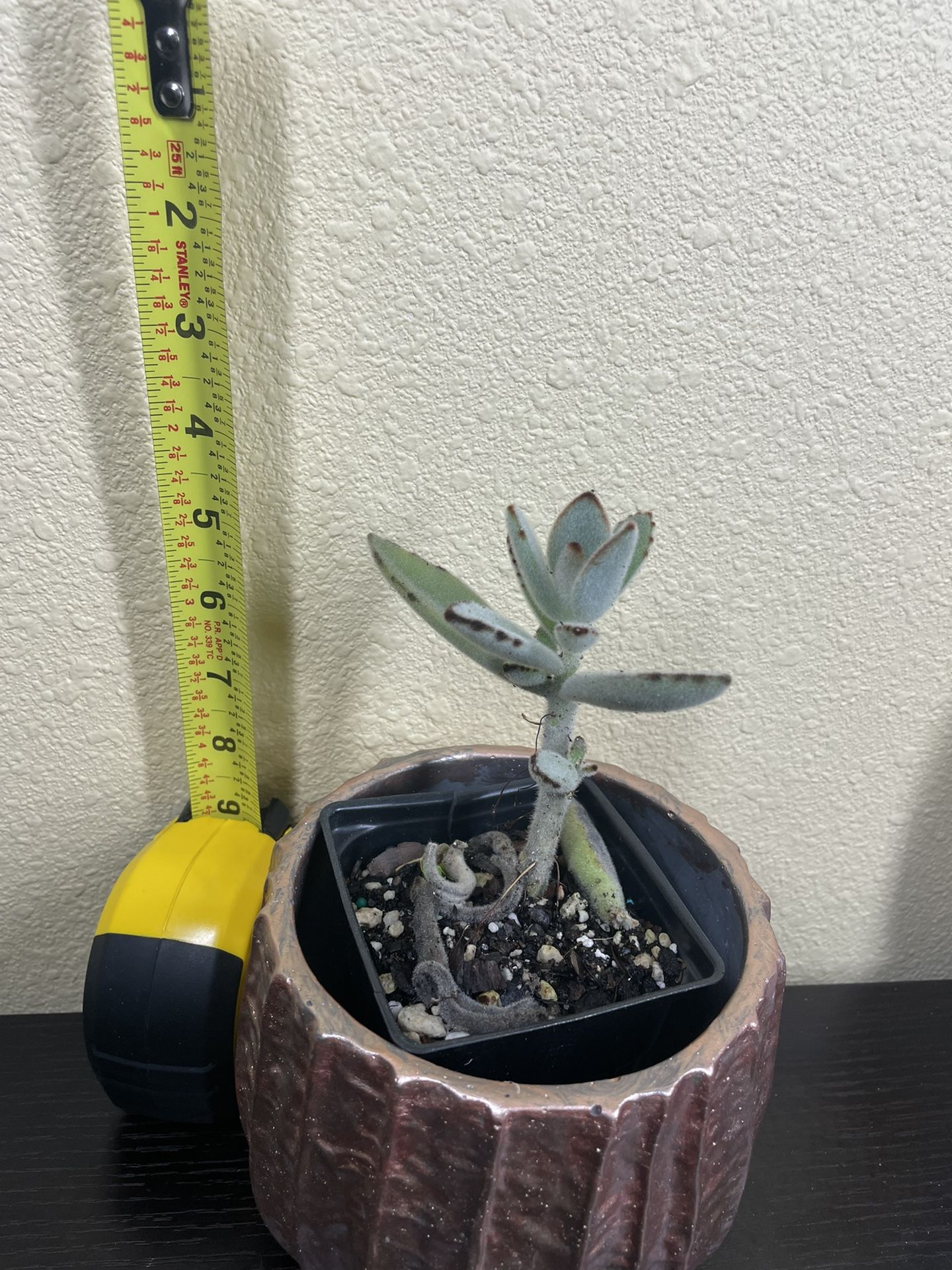 Panda Paw Plant Kalanchoe Tomentosa