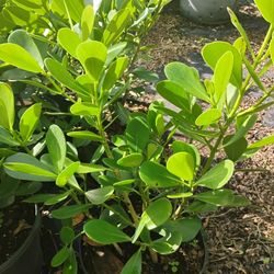 Sale! Clusia Hedges 2.5-3ft🏡$13