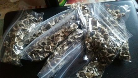 Bolsa de260 semillas de moringa