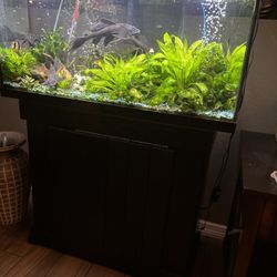 Large Fish Tank With Stand,  Accessories And  Natural Plants 