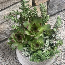 Succulent Arrangement Grey Pot