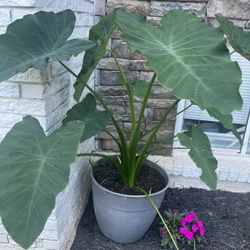 Elephant Ear Plants