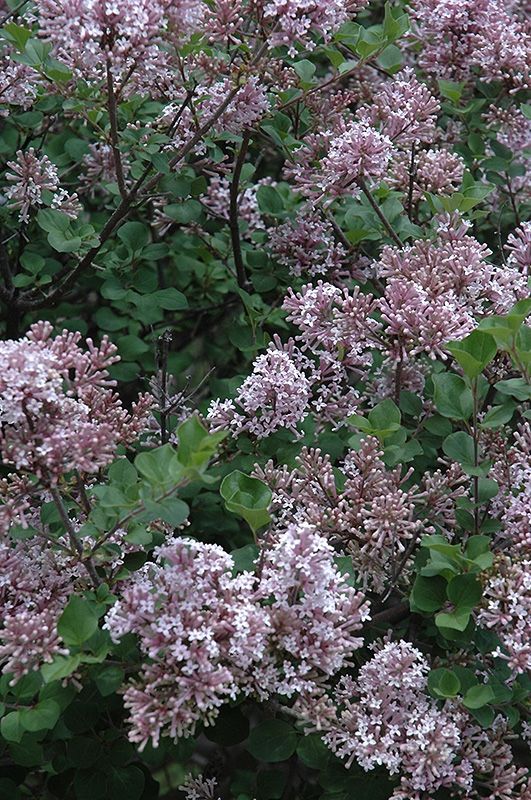 Fragrant Dwarf Korean Lilac At Wholesale Prices
