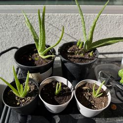 Garage Sale Aloe Plants 
