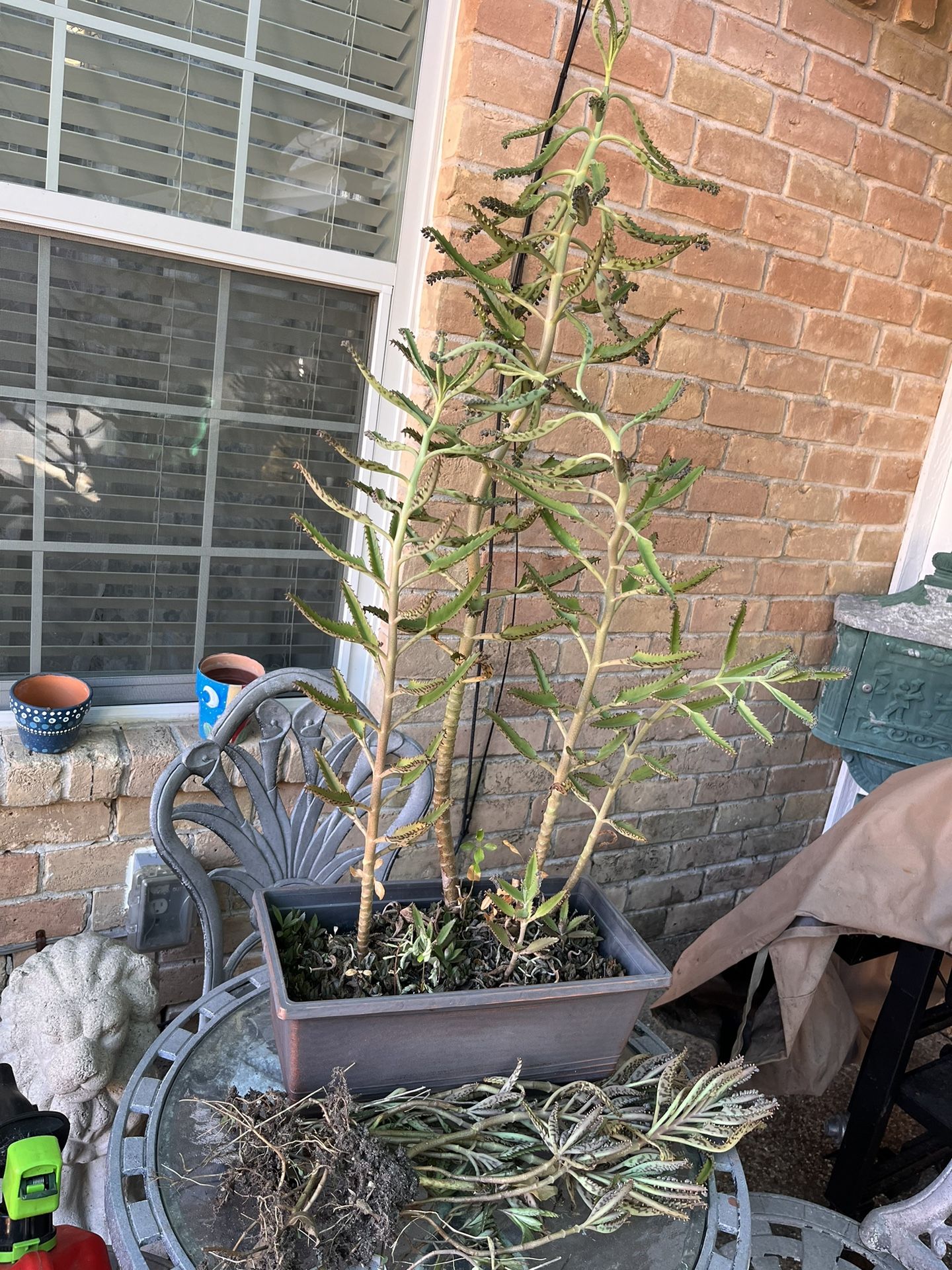 Free Plants for Sale in Pasadena, TX OfferUp