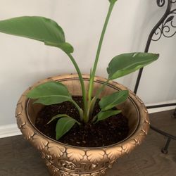 Nice plant for inside! Potted 