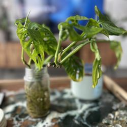 Cheese Plant (Monstera Adansonii) Fully Rooted 