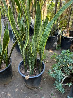 Plant