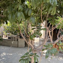 Longan Tree - Super Thick Trunk