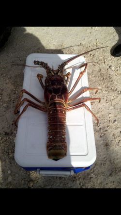 Fresh lobster from key west fl