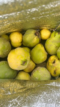 Freshly picked  Quince — FREE!!
