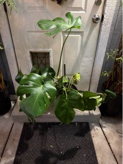 Tropical plant