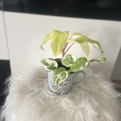 Housplant 2 Plants In The Cup