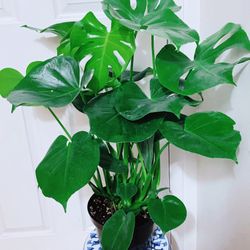 Monstera Deliciosa Plants